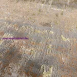 ASY Aurora 160x230cm Dune szőnyeg AU01